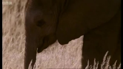 Meet the elephant calves of the Namib Desert - Bbc