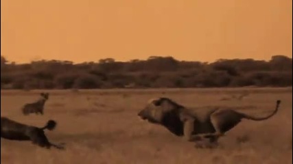 Beverly + Dereck Joubert Life lessons from big cats 