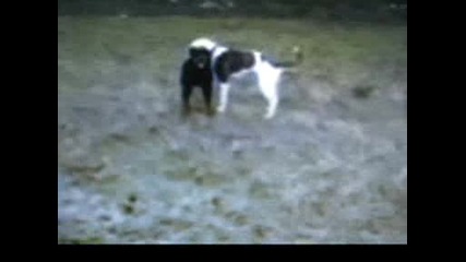 Rottweiler vs. American Bulldog