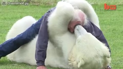 очарователна дружба между мъж и бяла мечка