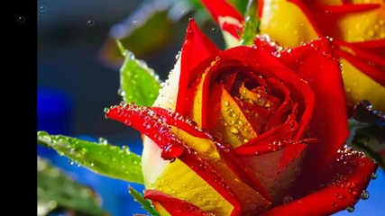 Капки... ...(music Maksim Mrvica)... ...