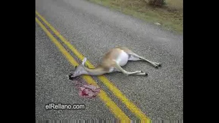 Honda Cbr 600 Crash