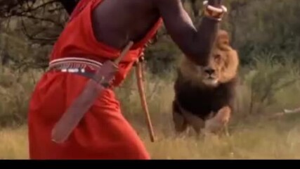 Масай в Кения убива голям мъжки лъв _ Песента разказва как воин на масаи и лъв са загубили живота си