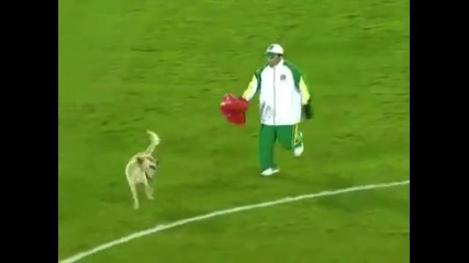 Куче на терена по време на мач (смях)