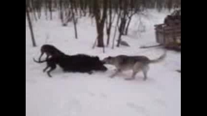 Лов на диво прасе