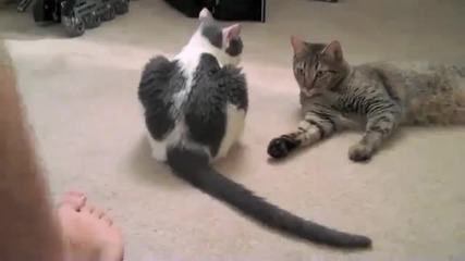 Игра с опашката на котка 