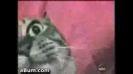 Луда Котка