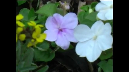 Waltz Of The Flowers