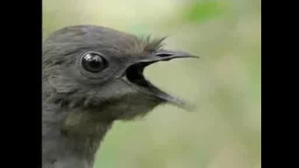 Amazing! Bird sounds from the lyre bird - David Attenborough - Bbc wildlife