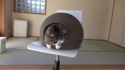 Котето Мару и уютната къщичка
