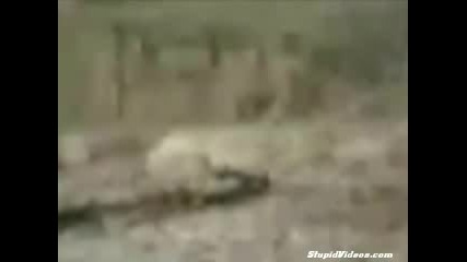 Глупав Шофьор На Камион Катастрофира