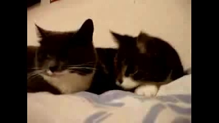 Talking cats _ Говорещи котки