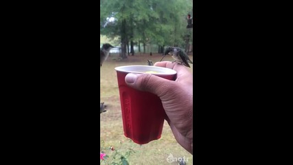 Колибри Пият Вода От Чаша