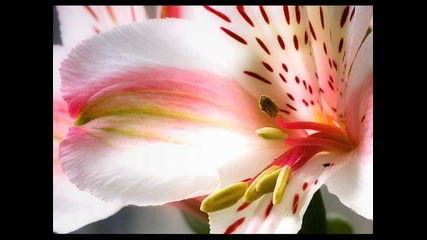 Liliq - Samota 2010 