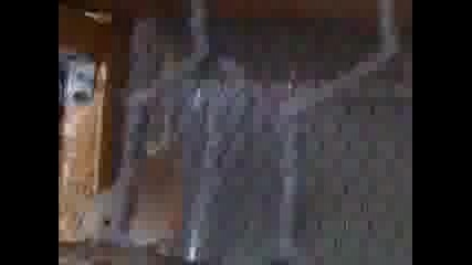 mozaiki 
