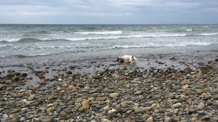 Куче спаси малко делфинче на плаж в Уелс