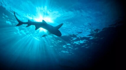 Учени заснеха древен вид акула, предшестваща динозаврите!ВИЖТЕ!😱