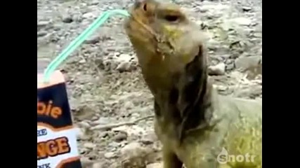 Гущер пие от сламка