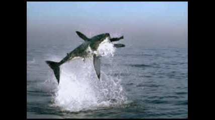 Акула Захапва Тюлен Над Водата - видеото е забавено 40 пъти - гледка 