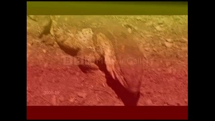 Цар Лъв С Истински Животни О как искам цар да съм аз!