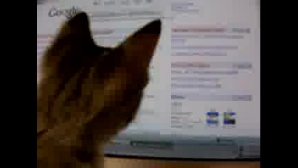 Cat Vs Mouse Pointer