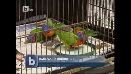И папагалите страдали от алкохолизъм - Бтв новините