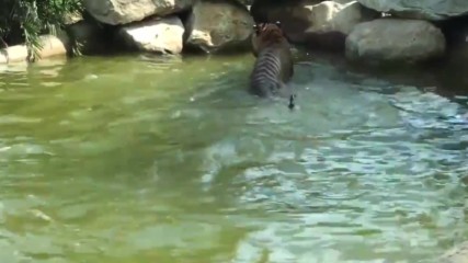 Ето как патица се гъбарка с тигър в зоопарка