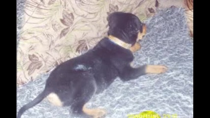 Rottweiler na 2 mes 