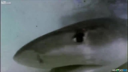 Костенурка напада акула