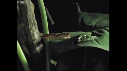 Mating Red Eyed Tree Frogs vs Cat - eyed Snakes - Jungle Nights - Bbc Earth 