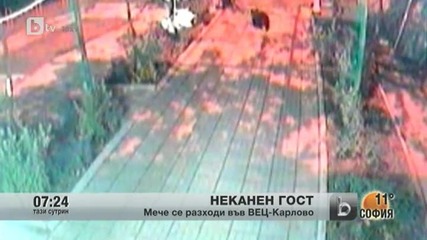 btv репортаж - Малко меченце забелязано в градът на Апостола - Карлово