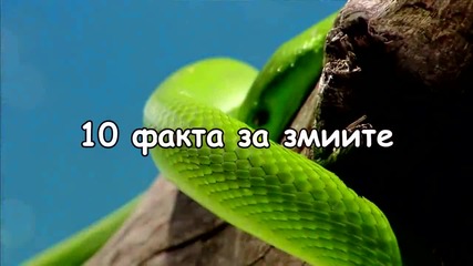 10 факта за змиите