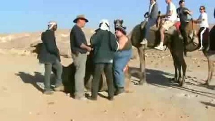 Твърде тежка жена за камила