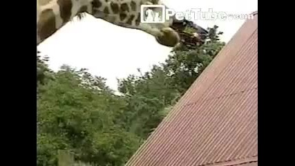 Глупави деца дразнят гладни жирафи 