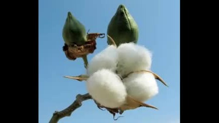 Cotton fields, Creedence Clearwater Revival