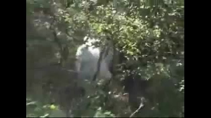 dogo argentino test na Prase