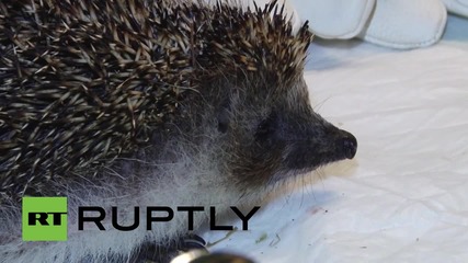 Russia: Brave hedgehog has 20 bad teeth removed