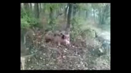 Кучета лаят диво прасе