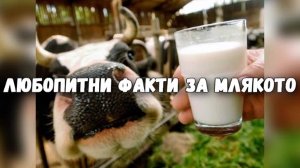 Любопитни факти за млякото