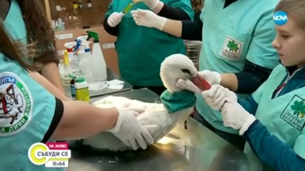Спасиха останал да зимува край Свиленград щъркел