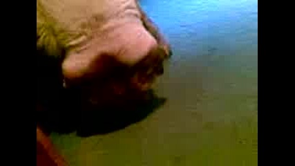 Куче Спи С Главата Надолу