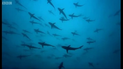 Thousands of sharks visit a sea mount - Blue Planet A Natural History of the Oceans - Bbc 