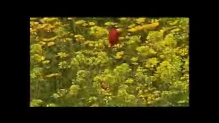 Hayirsiz (Негодница)