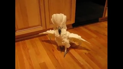 Развълнуван папагал дивее в кухнята