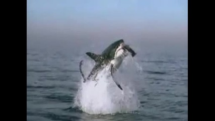 акула срещу тюлен