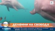 Три делфина бяха пуснати в открития океан след 10 години в плен