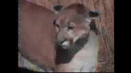 Bear Vs Puma