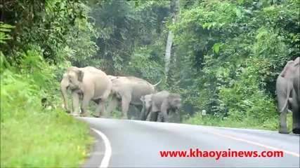 Слонове нападат мотоциклетист