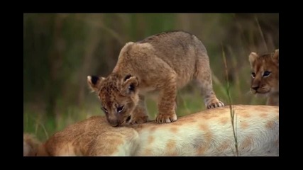 African Cats | Movie Trailer Hq 