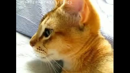 Sleep Talking Cat